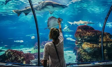 Attention! Adventure at the Barcelona Aquarium.